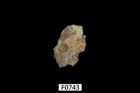 藏品(黑齒牡蠣)的圖片